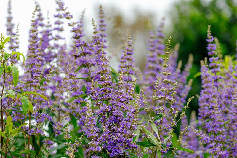 Meno agnus castus 72d97c73 c6e4 47ad bc2f db0eb8dc5c63